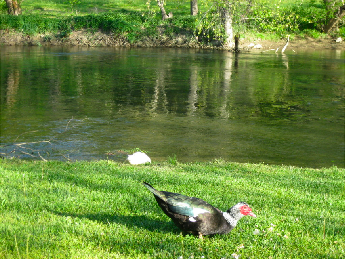 Ducks near Creek in RV Park