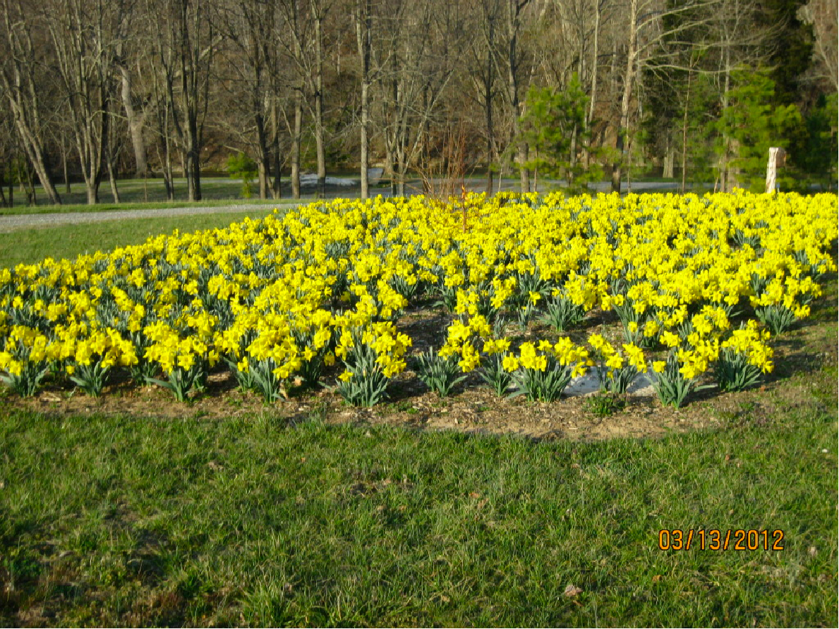 Beautiful Yellow Flowers in SWVA RV Park